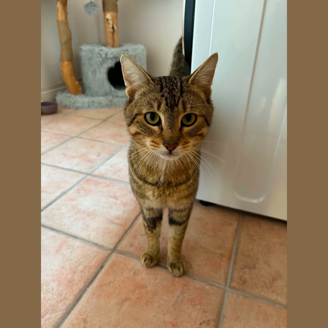 Photo of Dexter   In Foster Care In Bentleigh