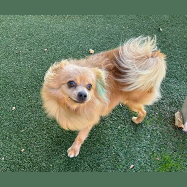 Photo of Cookie