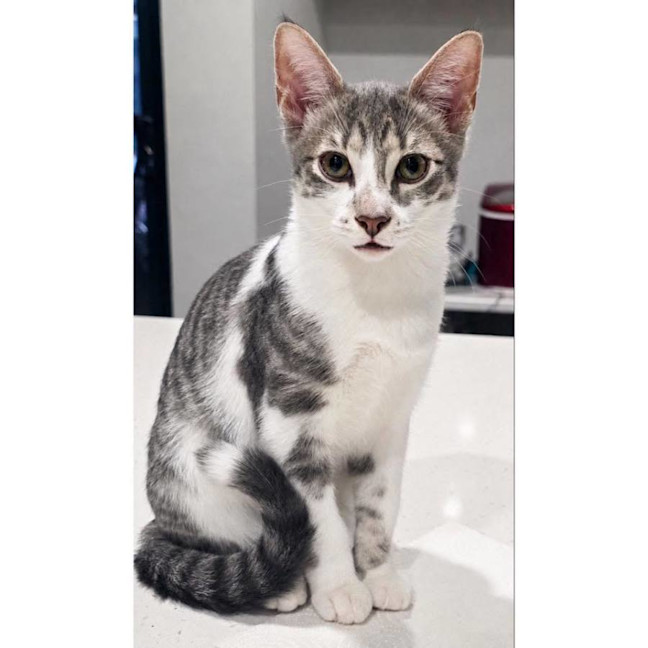 Photo of 13332   Prancer
