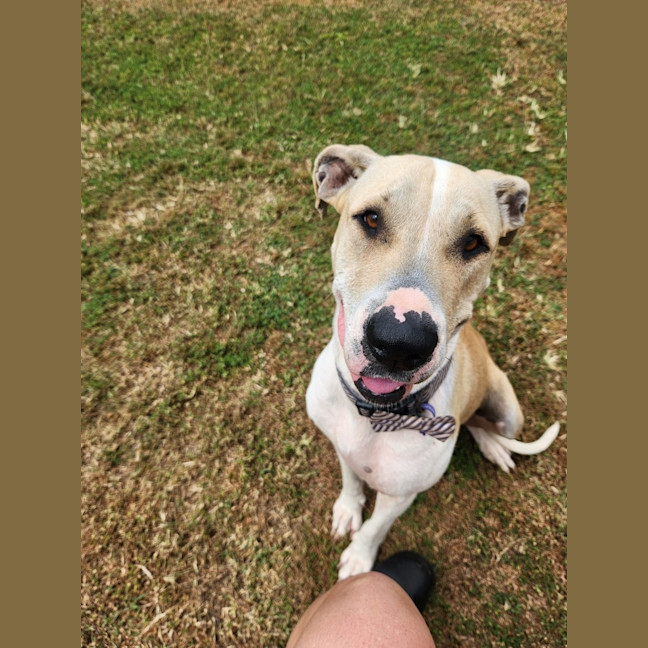 Photo of Bella (Shela)