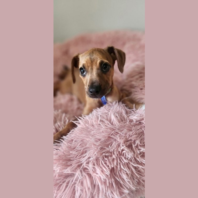 Photo of Paisley   5 Month Old Kelpie X Jack Russell