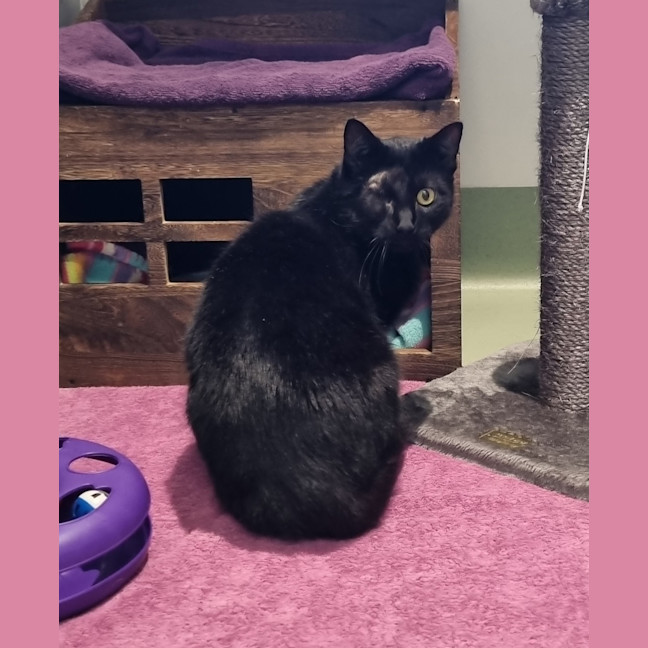 Photo of Dread Pirate Roberts