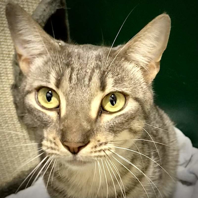 Photo of Shiloh