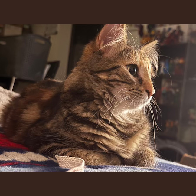 Photo of Hissy Elliot *9 Lives Project Rescue*