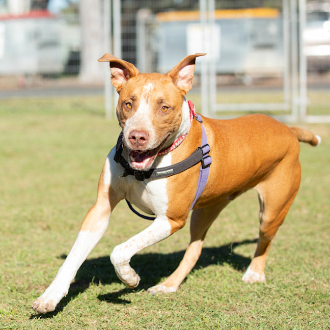 Photo of Buddy