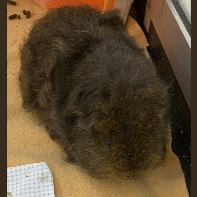 Photo of Cece