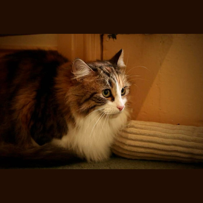 Photo of Mystic 