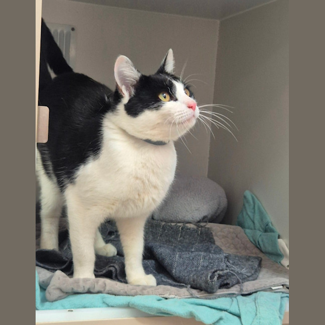 Photo of Gadget (0196)