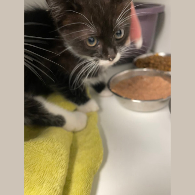 Photo of Princess Sparkles