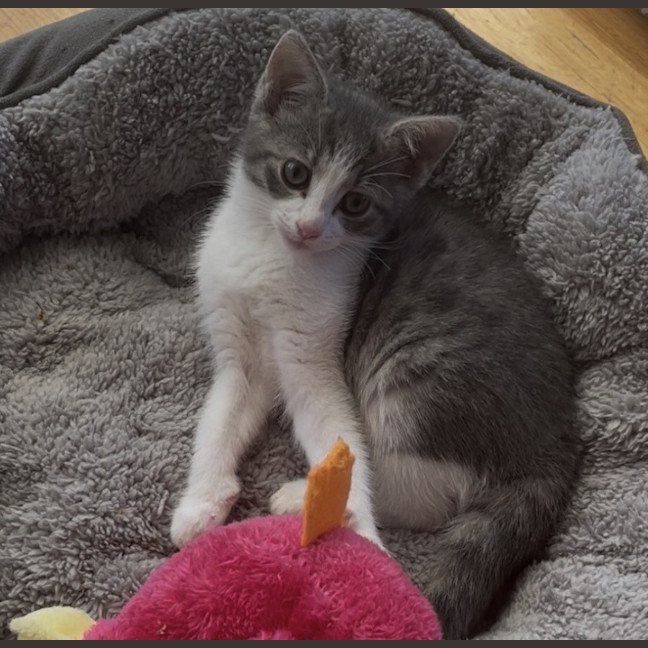 Photo of Lulu