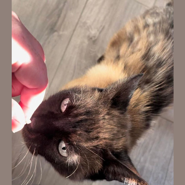 Photo of Shadie (Assisted Rehome)