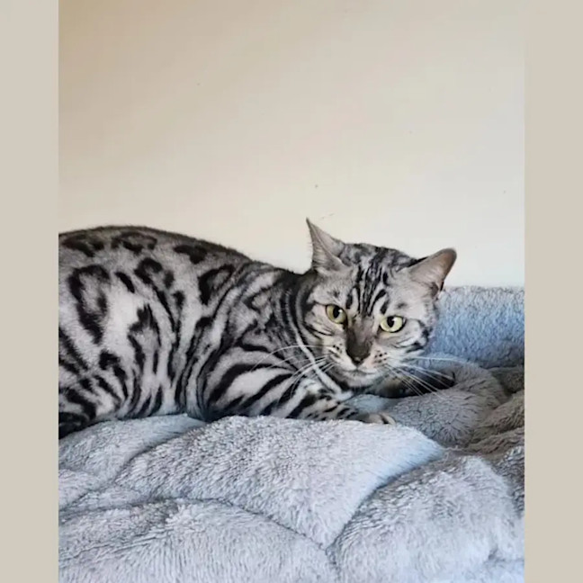Photo of Chia