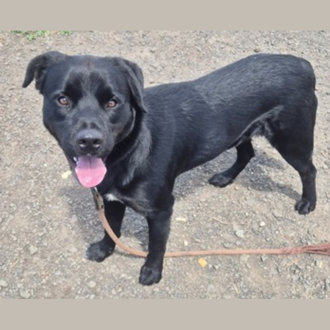 Photo of Boss (67340)