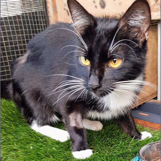 Photo of Betty Boop Now Available At Pet Quarters Morisset