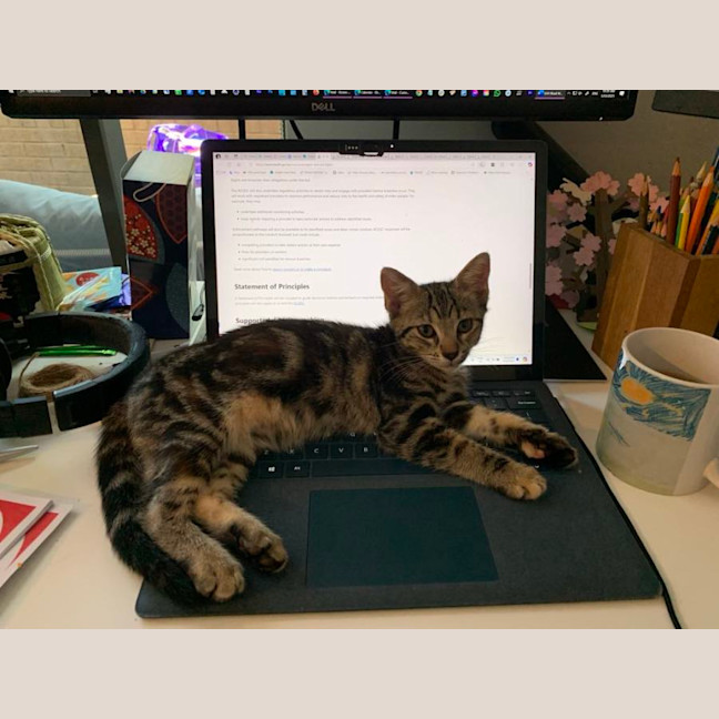 Photo of Licketty Split