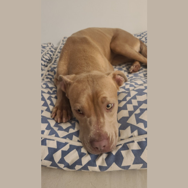 Photo of Stella