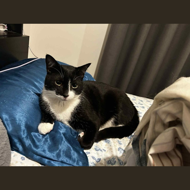 Photo of Al Purrchino