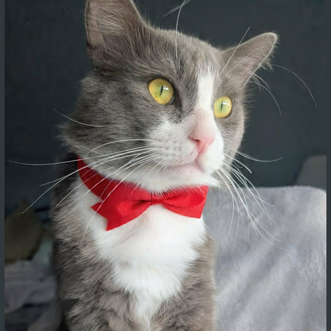 Photo of Pickles
