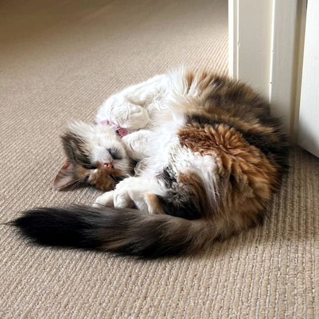 Photo of Muffin Sua013710