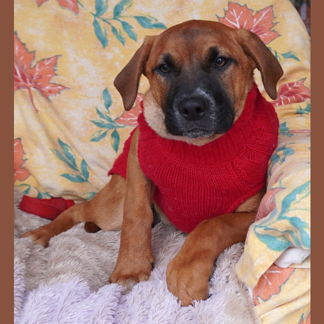 Photo of Viola