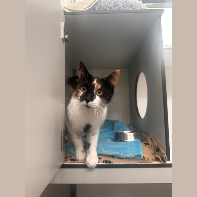 Photo of Cookie