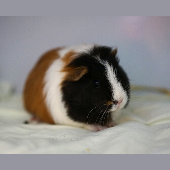 Photo of Bridie