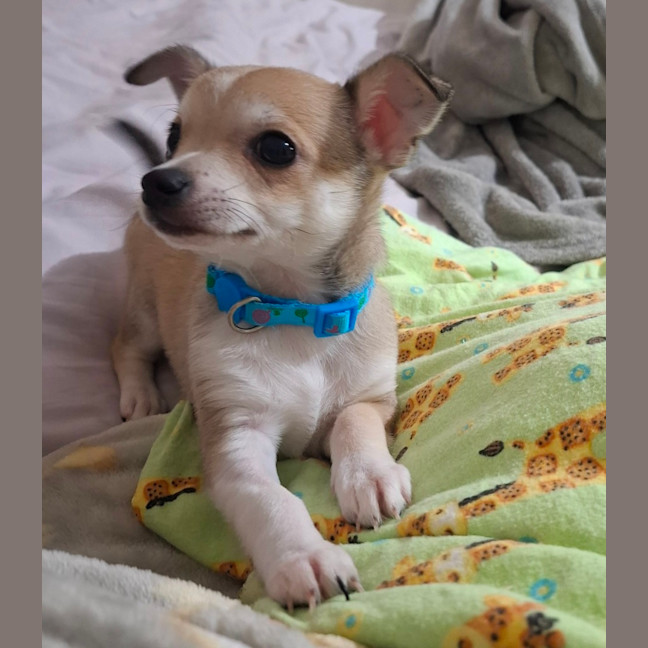 Photo of Riff