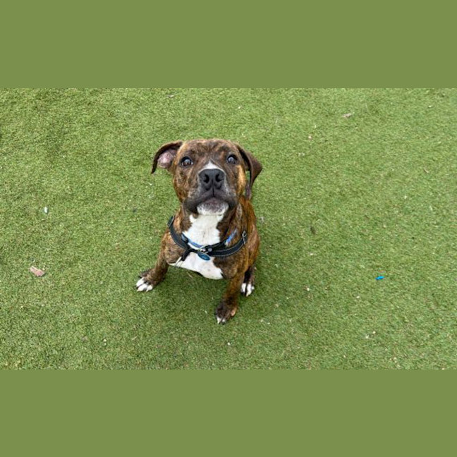 Photo of Pudge