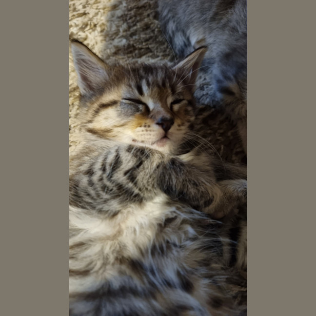 Photo of Chico