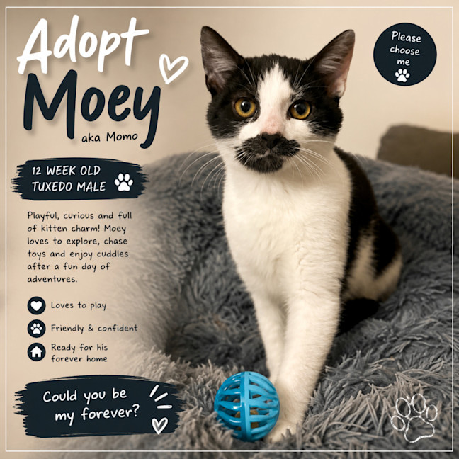 Photo of Moey 