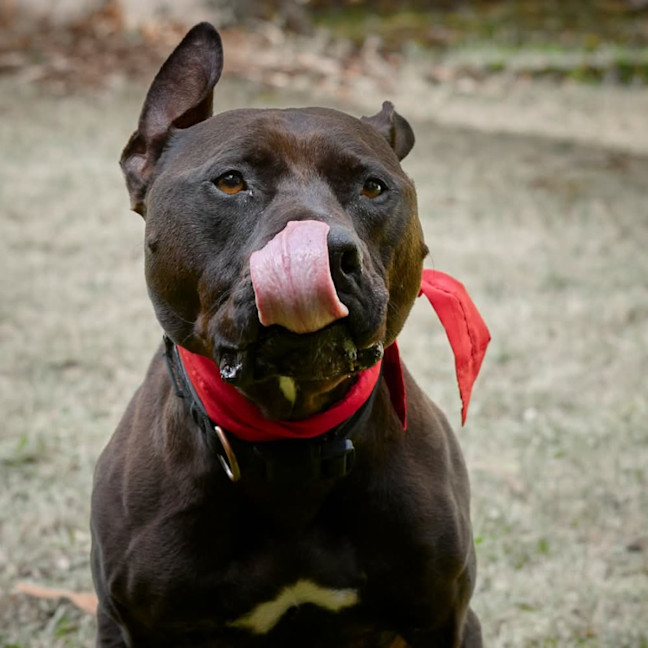 Photo of Azzie