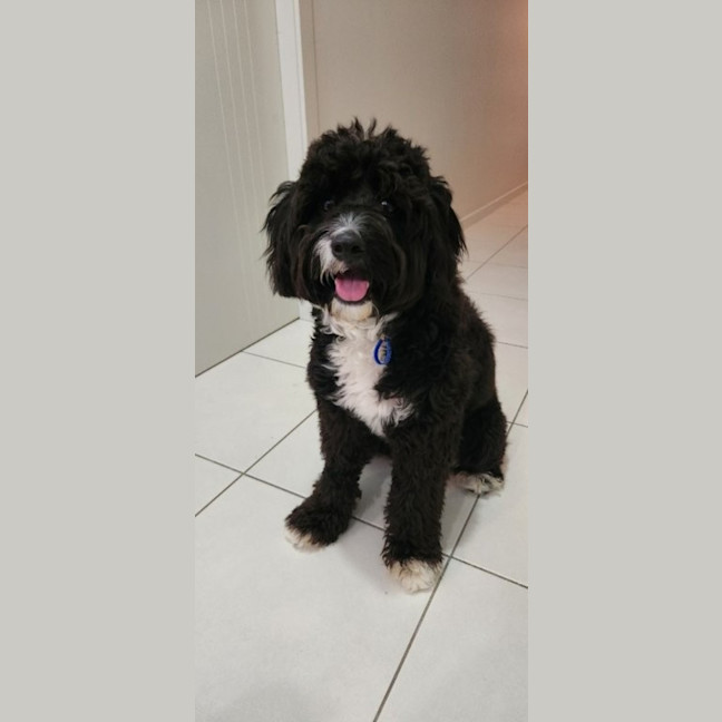 Photo of Dimond   10 Month Old Poodle X Staffy