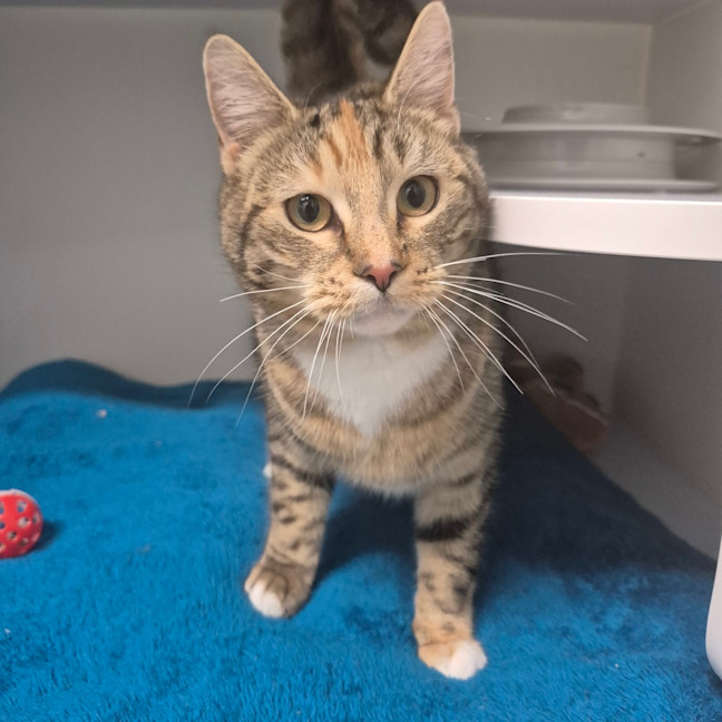 Photo of Tigger