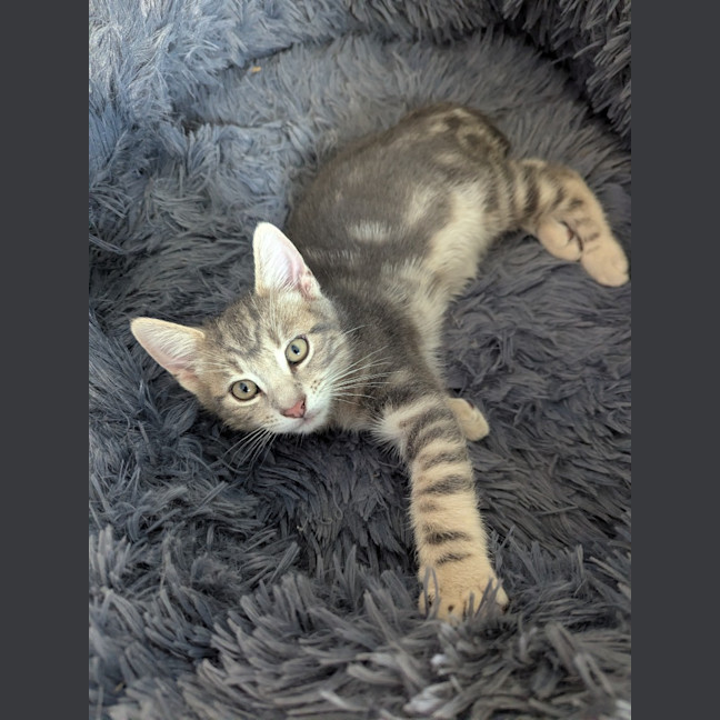 Photo of Hugo Scotty