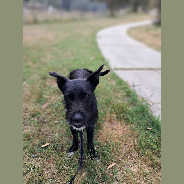 Photo of Smiffy