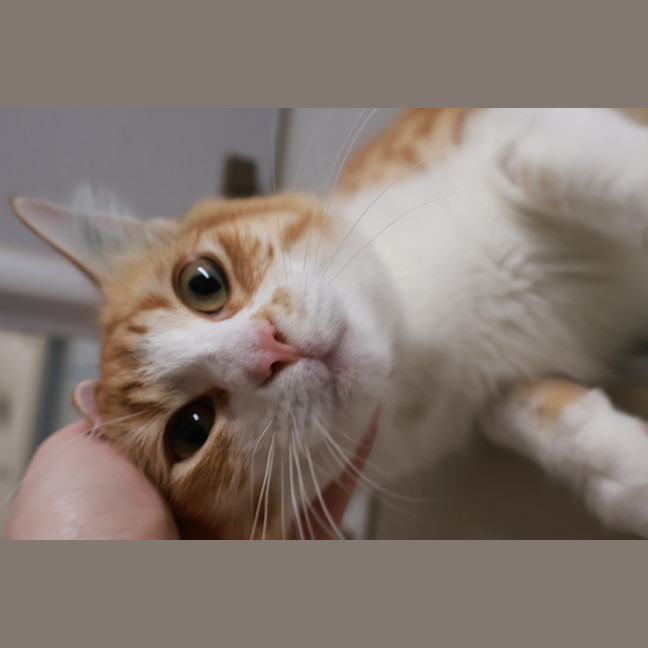 Photo of Marmalade