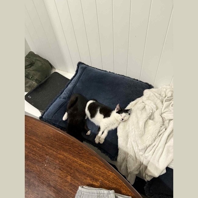 Photo of Pancake & Henry