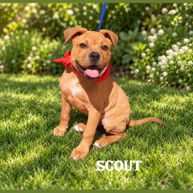 Photo of Scout