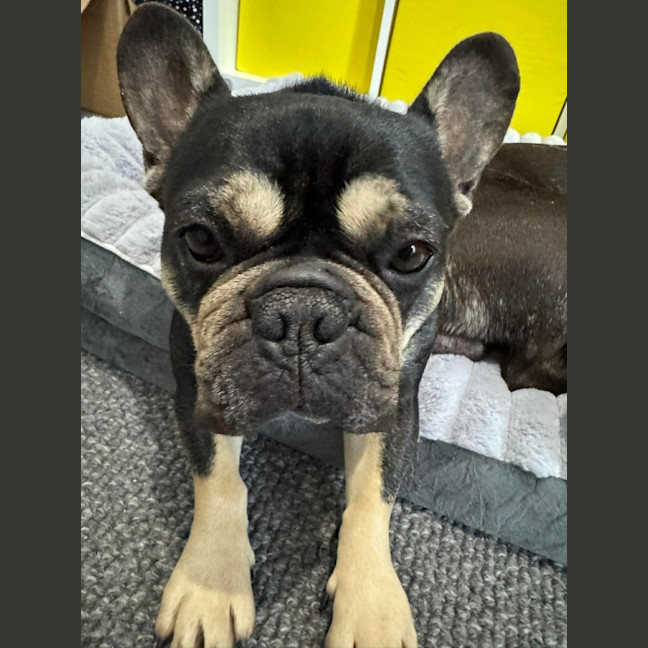 Photo of Pablo & Frankie    8 & 4 Yo French Bulldog