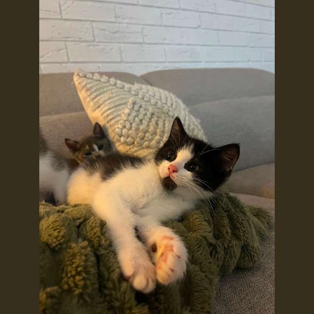 Photo of Oreo