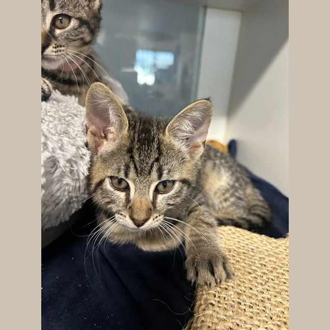Photo of Nala