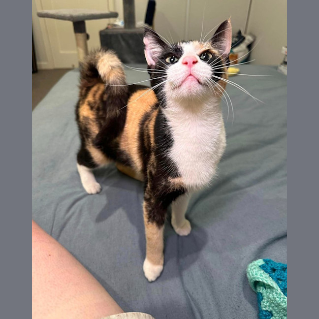 Photo of Chicken Schnitz