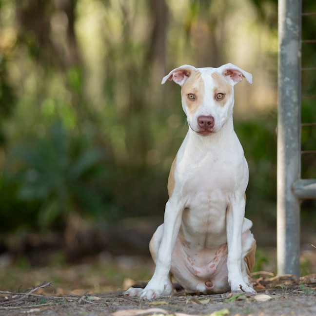 Photo of Waffles