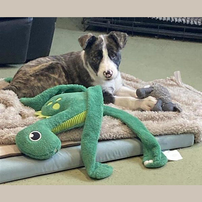 Photo of Tom Collins