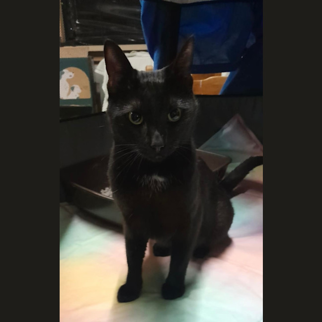 Photo of Mister Meet Me@Petstock Chelsea Store 