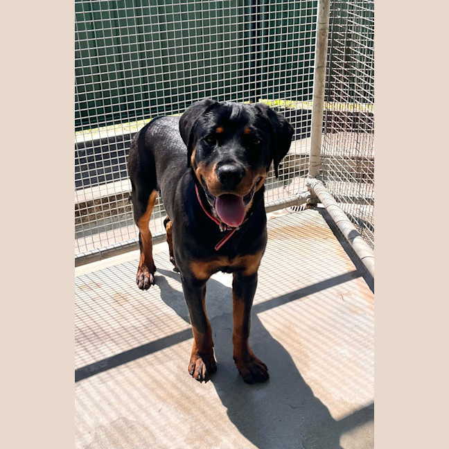 Photo of Buddy