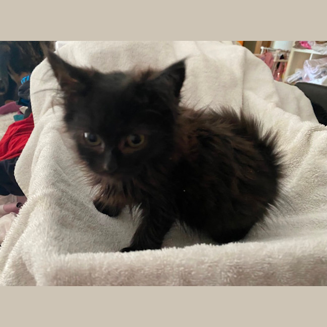 Photo of Black Floof