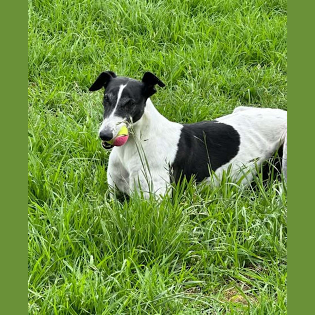 Photo of Bucket Girl, The Greyhound