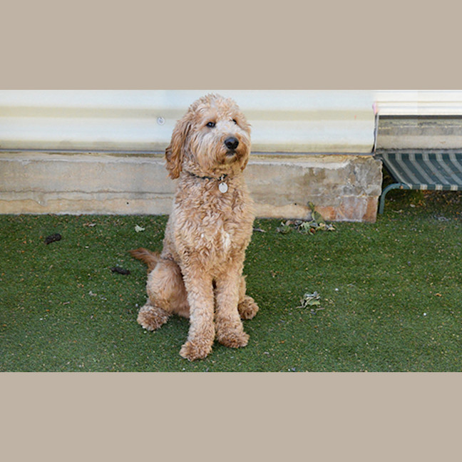 Photo of Biscuit 