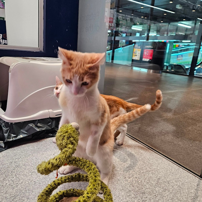 Photo of Little Jack